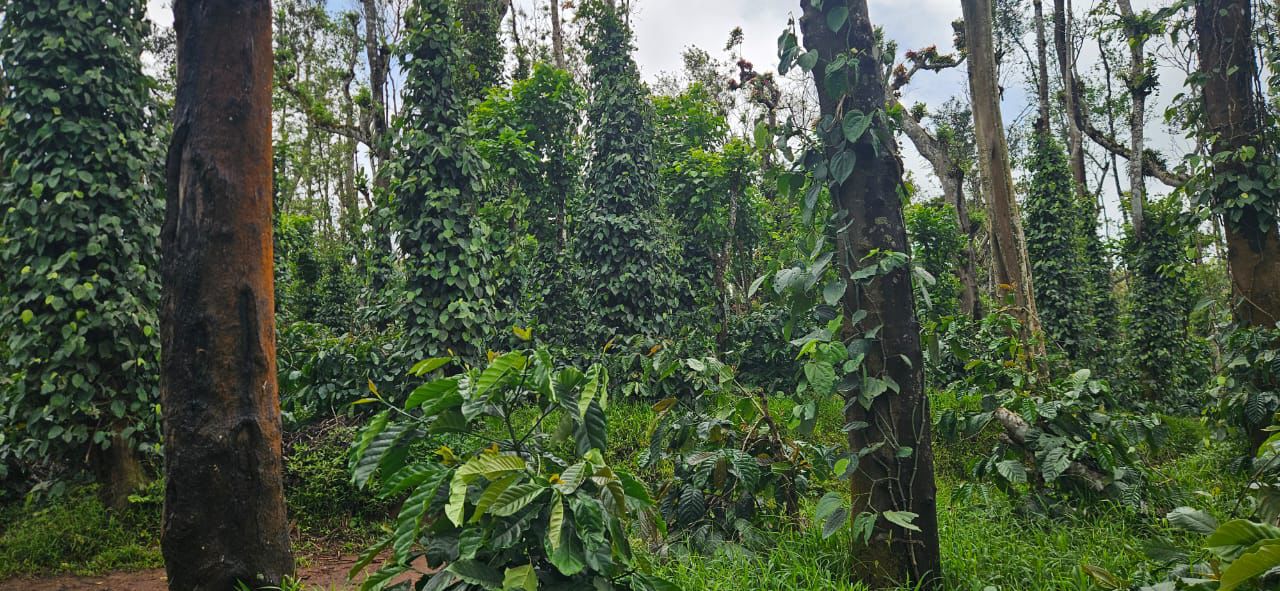 45 Acre Coffee & Pepper Estate for Sale – Near Belur 